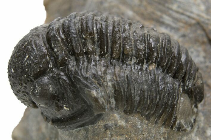 Bargain, Detailed Proetid (Gerastos) Trilobite Fossil - Morocco #325845